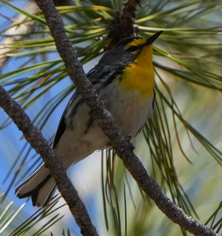 Grace's Warbler - ML617895850