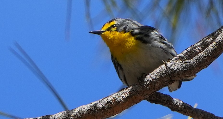 Grace's Warbler - ML617895871