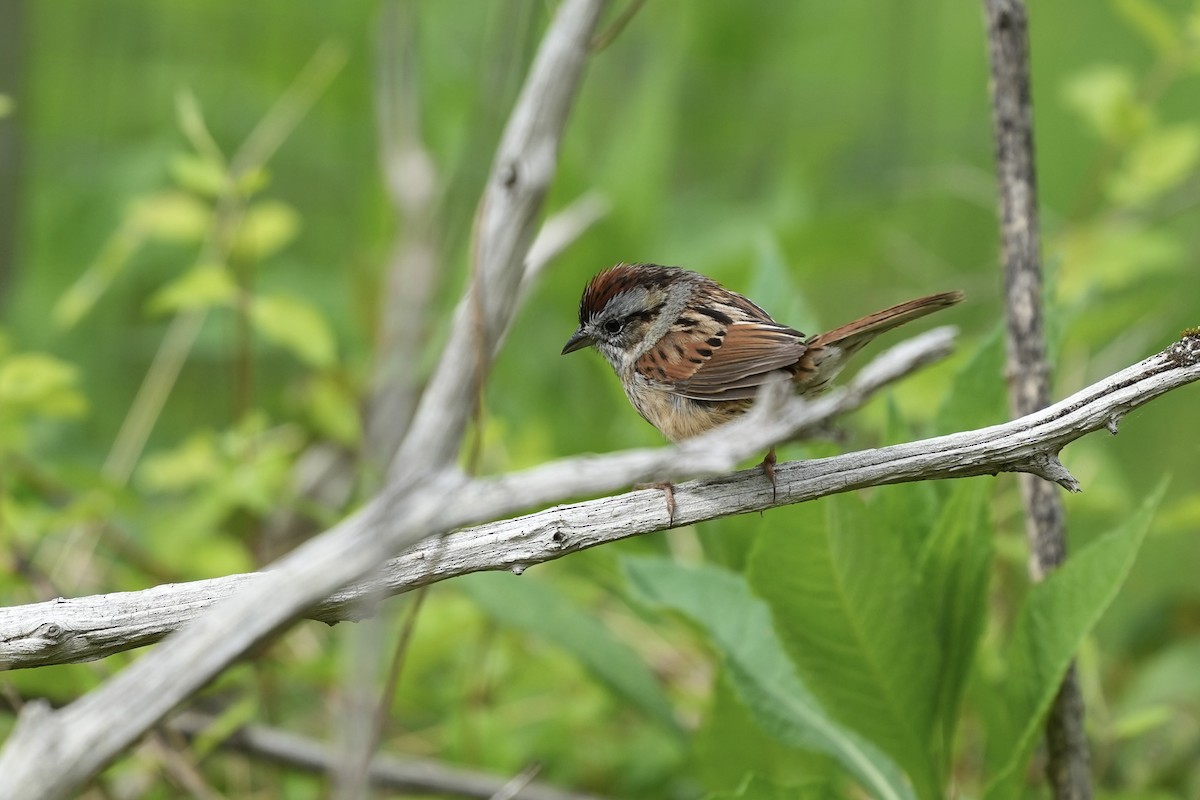 Swamp Sparrow - ML617895874