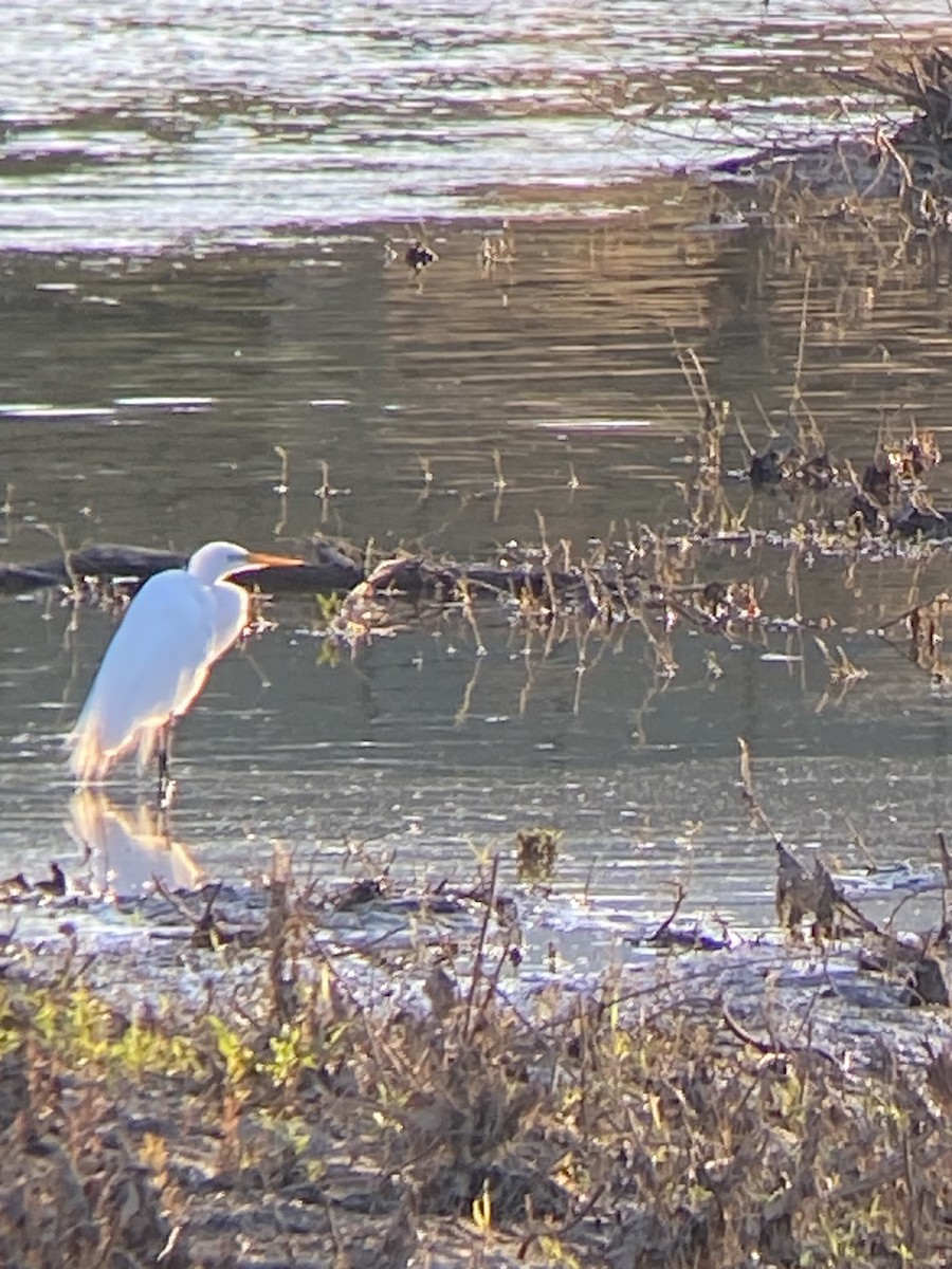 Great Egret - ML617895880