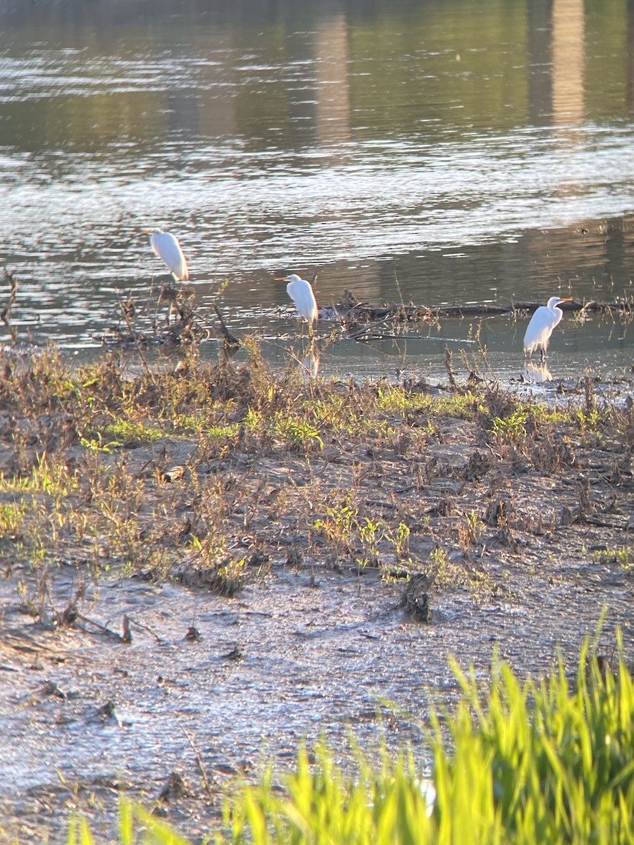 Great Egret - ML617895881