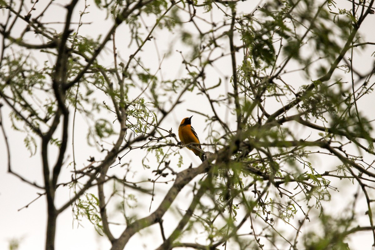 Hooded Oriole - ML617895890