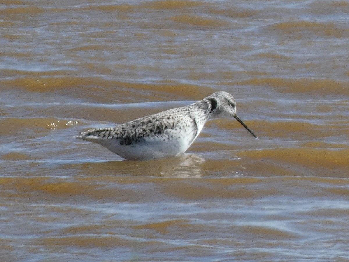 Marsh Sandpiper - James Court