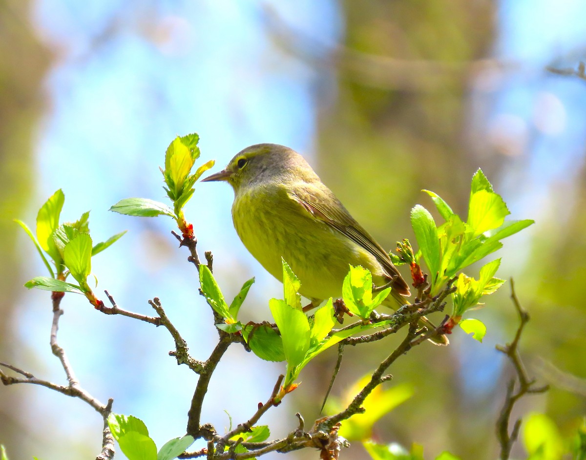 Orange-crowned Warbler - ML617895914