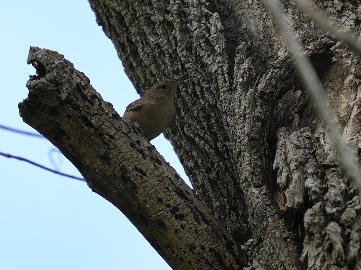Northern House Wren - ML617895915