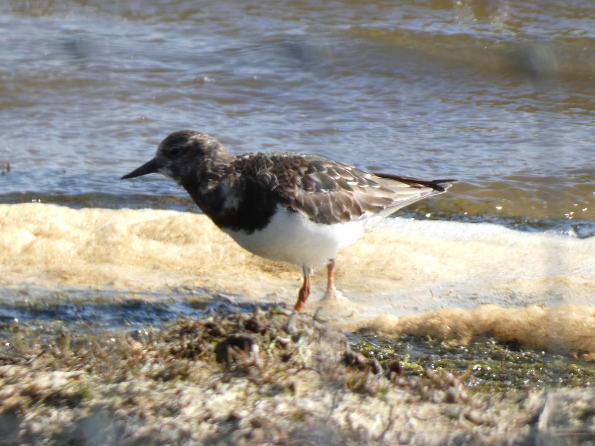 Ruddy Turnstone - ML617895917