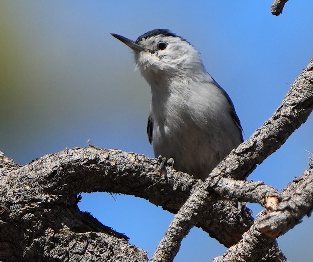 White-breasted Nuthatch - ML617895919