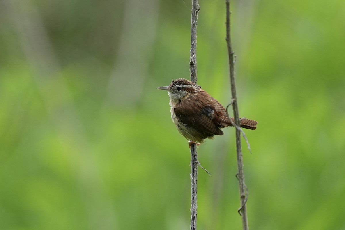 Carolina Wren - ML617895933