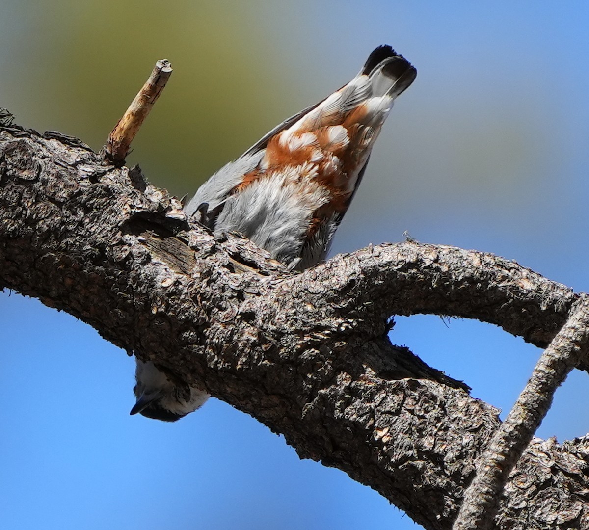 White-breasted Nuthatch - ML617895938