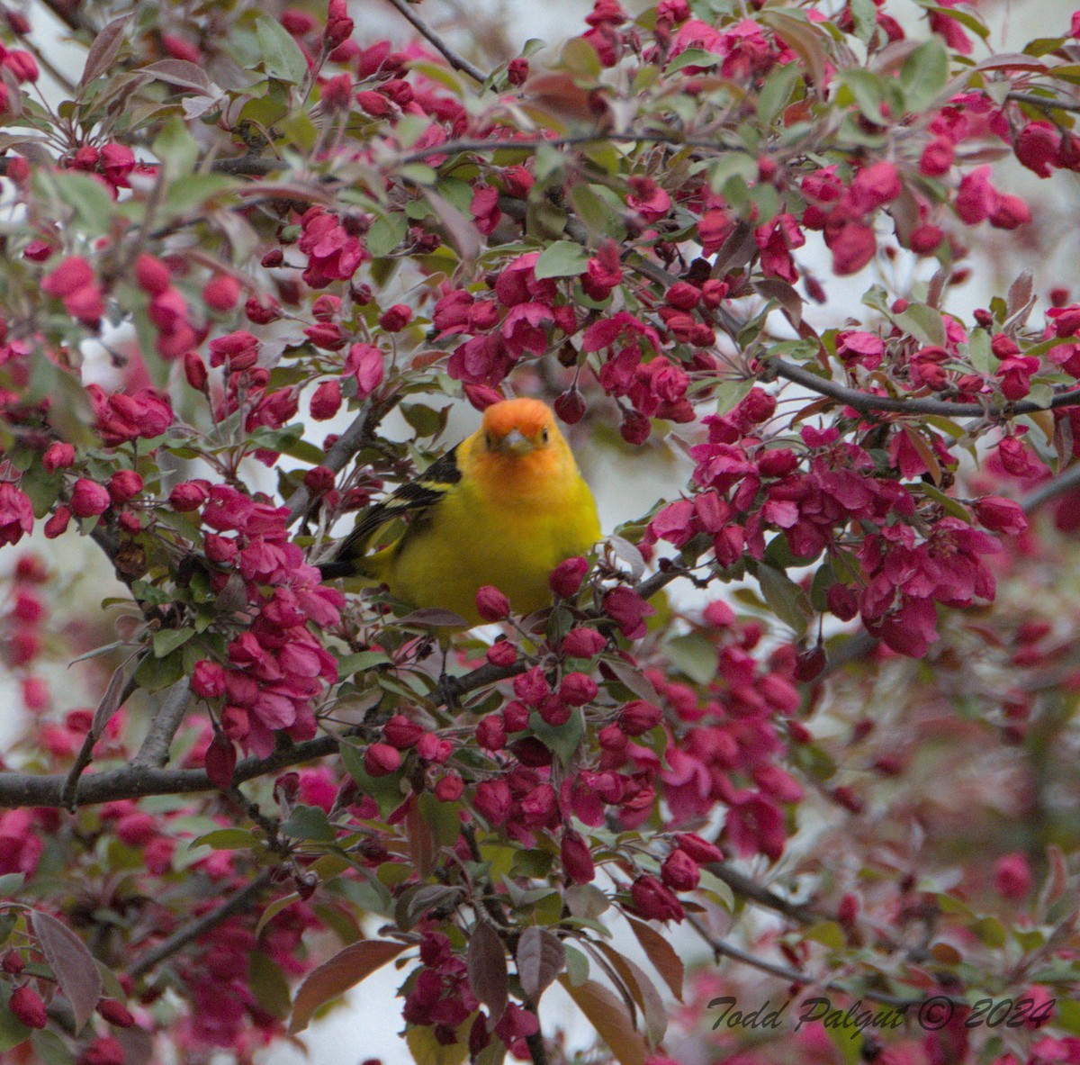 Western Tanager - t palgut