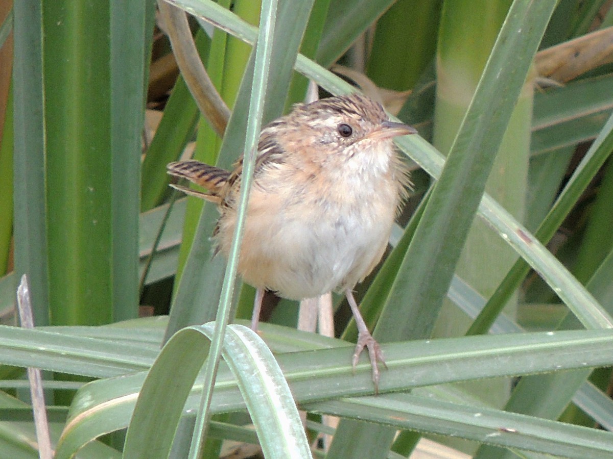 Grass Wren - ML617895965