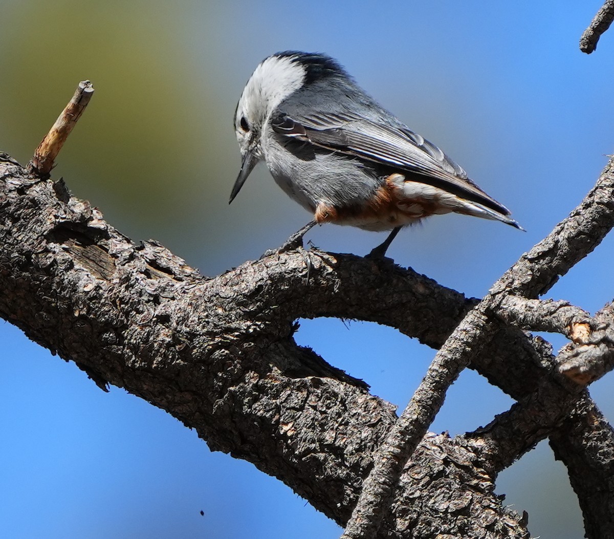 White-breasted Nuthatch - ML617895966