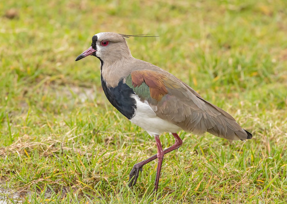 Southern Lapwing - ML617895971