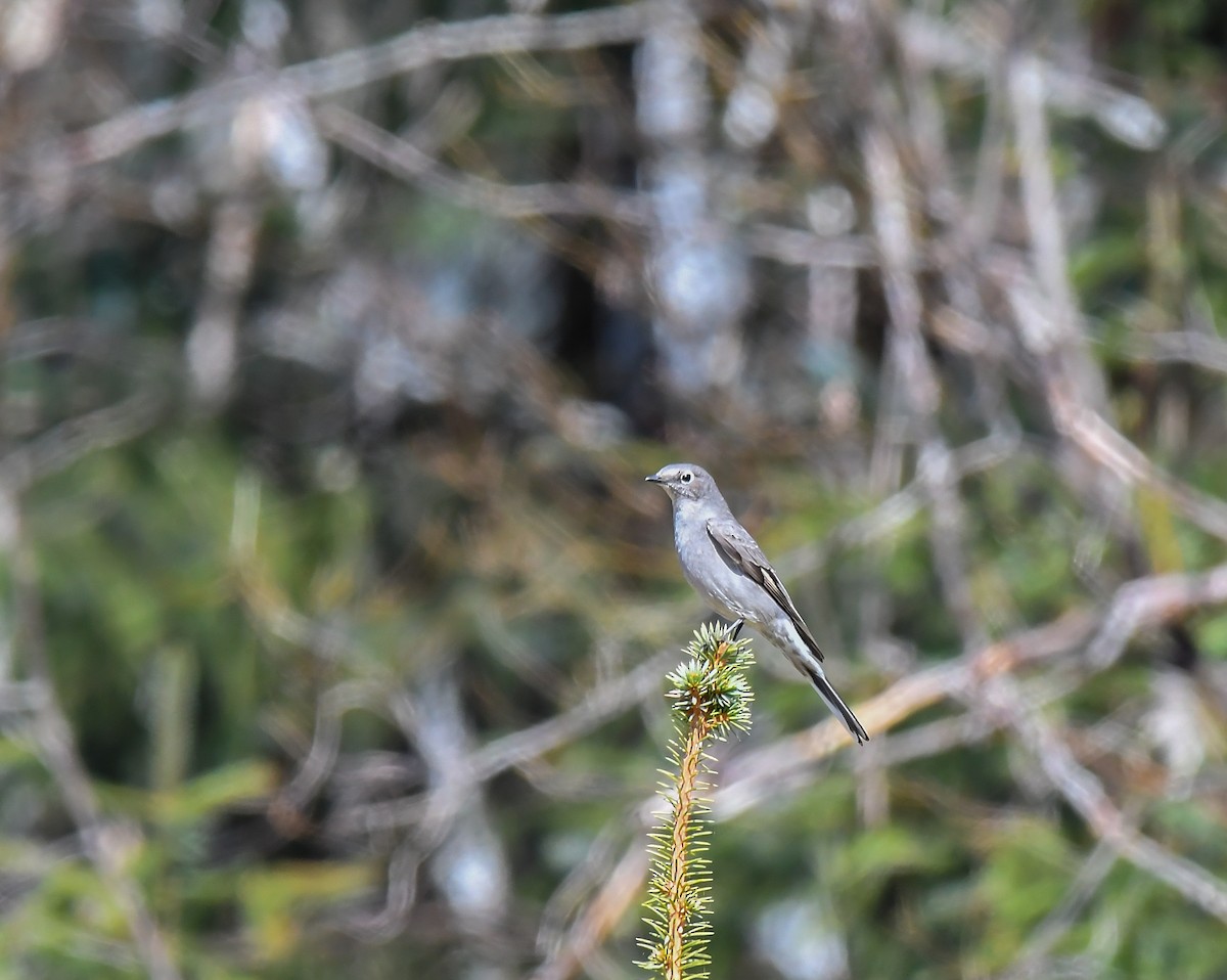 Townsend's Solitaire - ML617895978