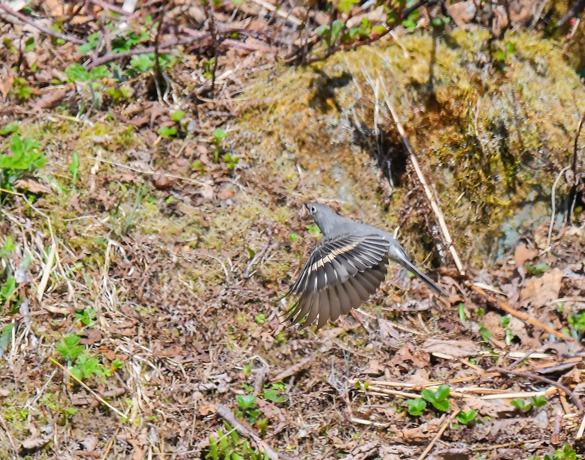 Townsend's Solitaire - ML617895994