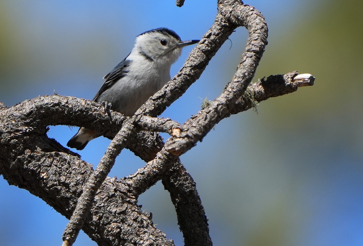 White-breasted Nuthatch - ML617896000