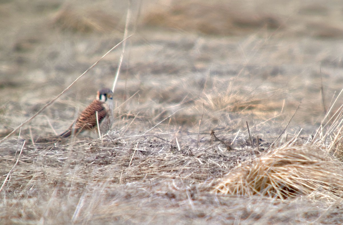 American Kestrel - Detlef Buettner