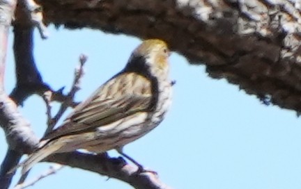 Vesper Sparrow - ML617896071