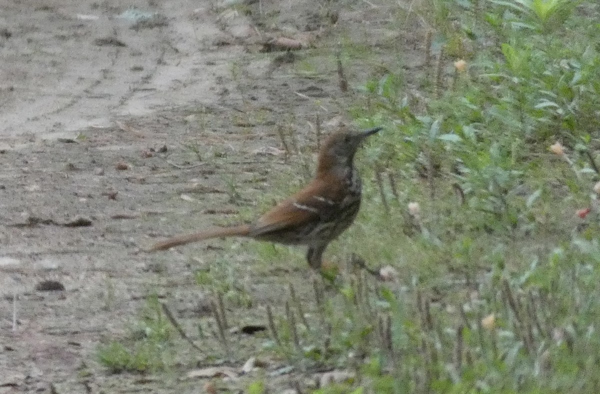 Brown Thrasher - ML617896074