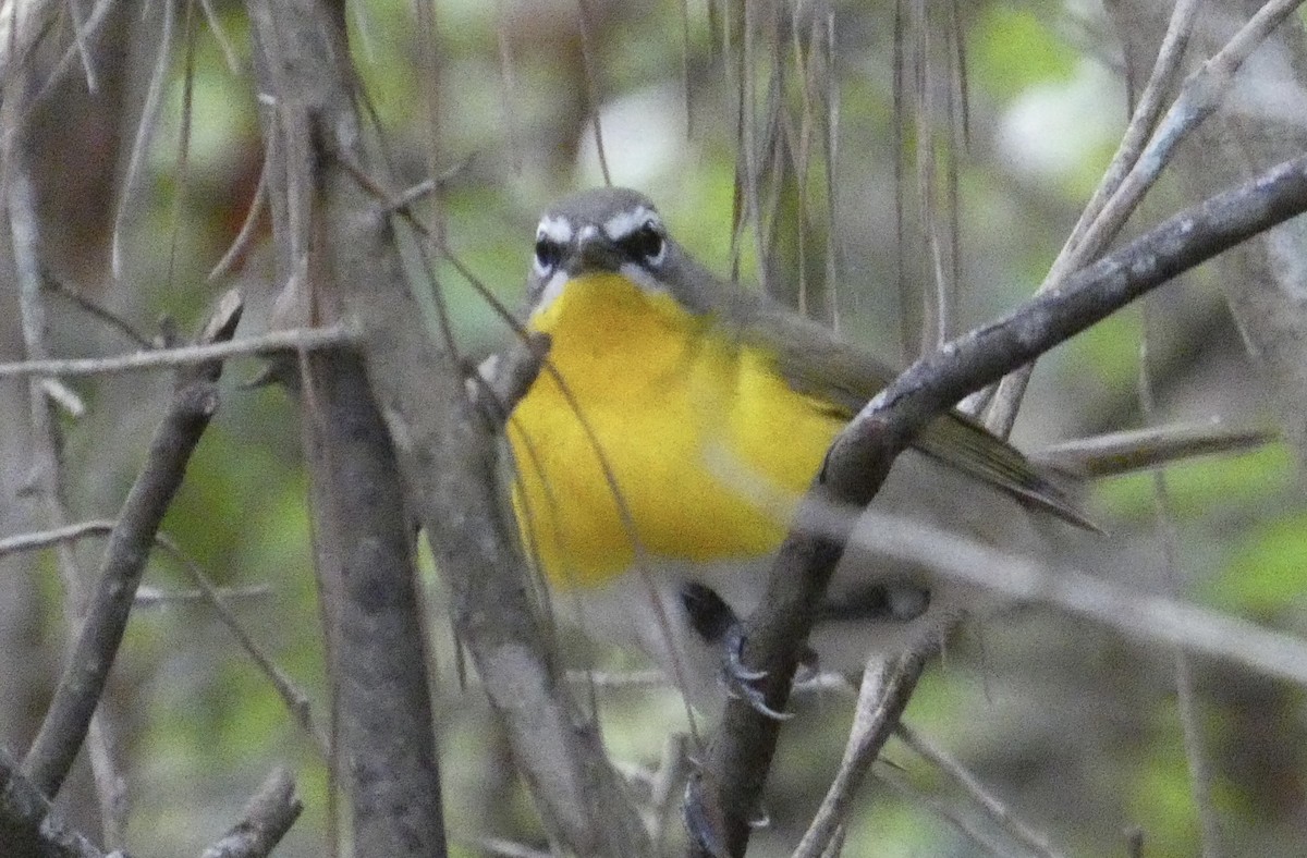 Yellow-breasted Chat - ML617896086