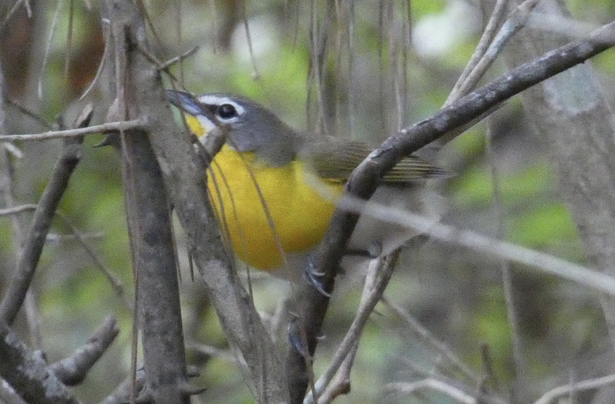 Yellow-breasted Chat - ML617896087