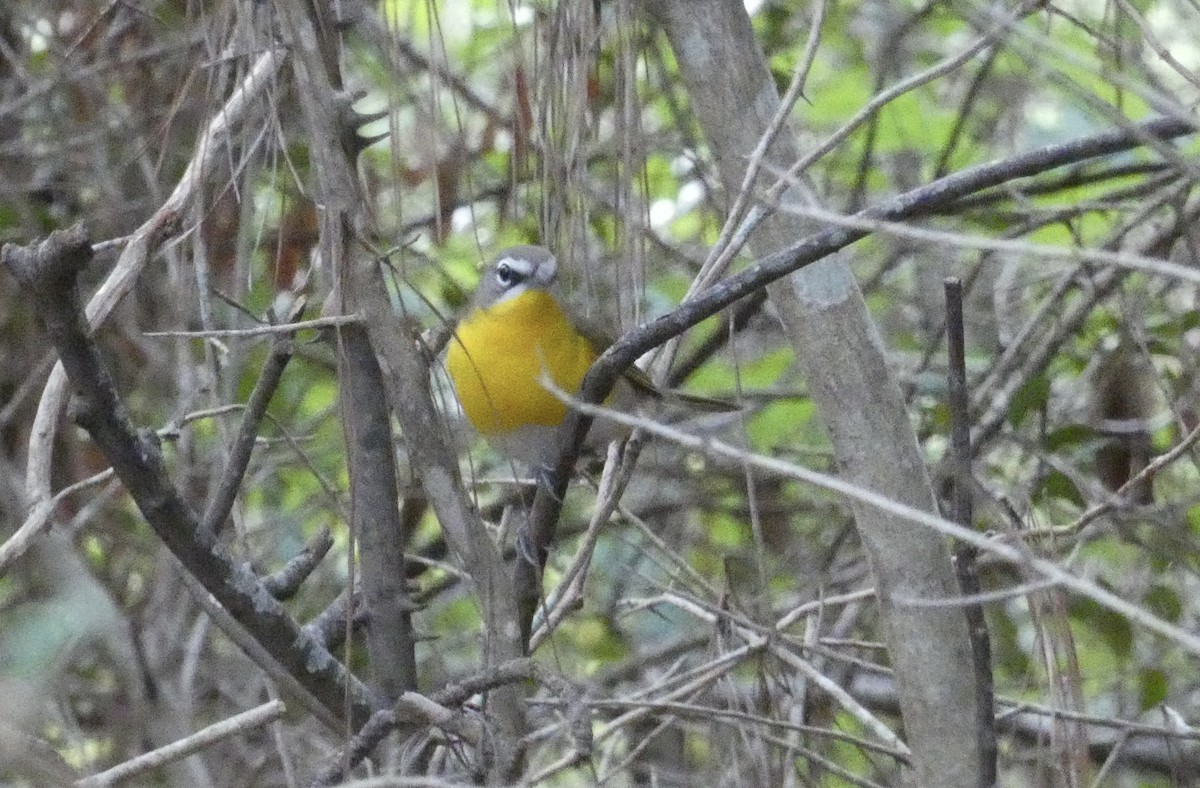 Yellow-breasted Chat - ML617896088