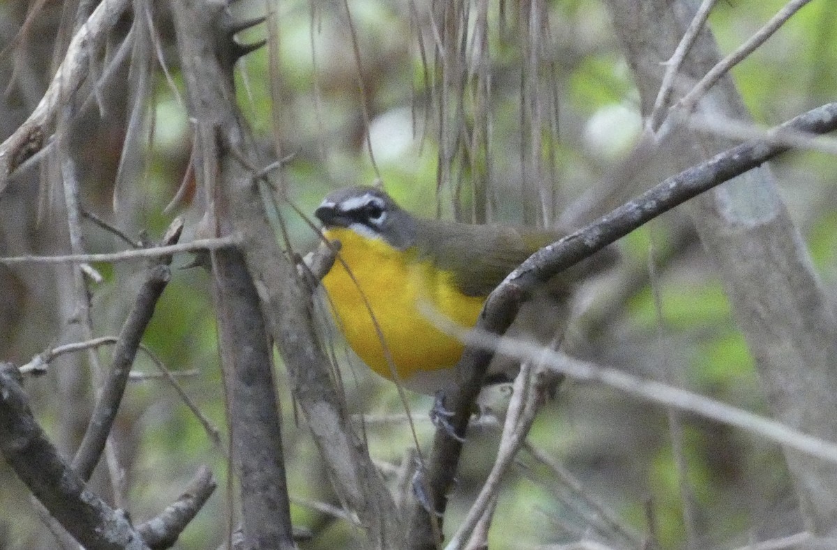 Yellow-breasted Chat - ML617896089