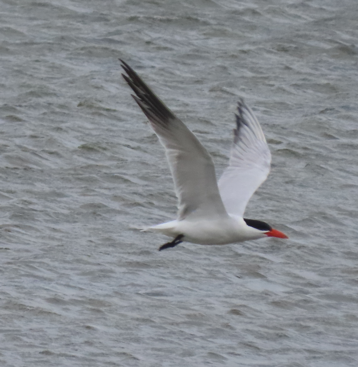 Caspian Tern - ML617896093