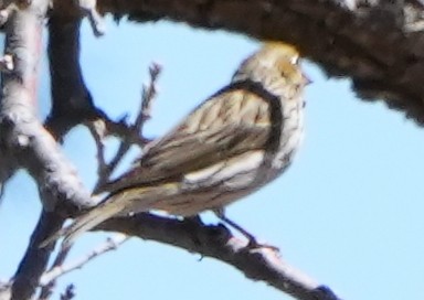 Vesper Sparrow - ML617896150