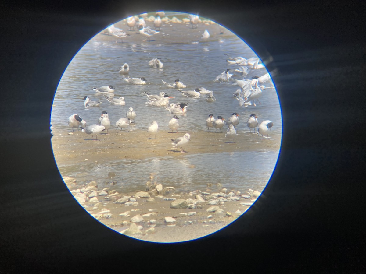 Bonaparte's Gull - ML617896170