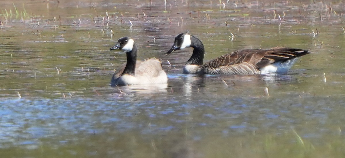 Canada Goose - ML617896177