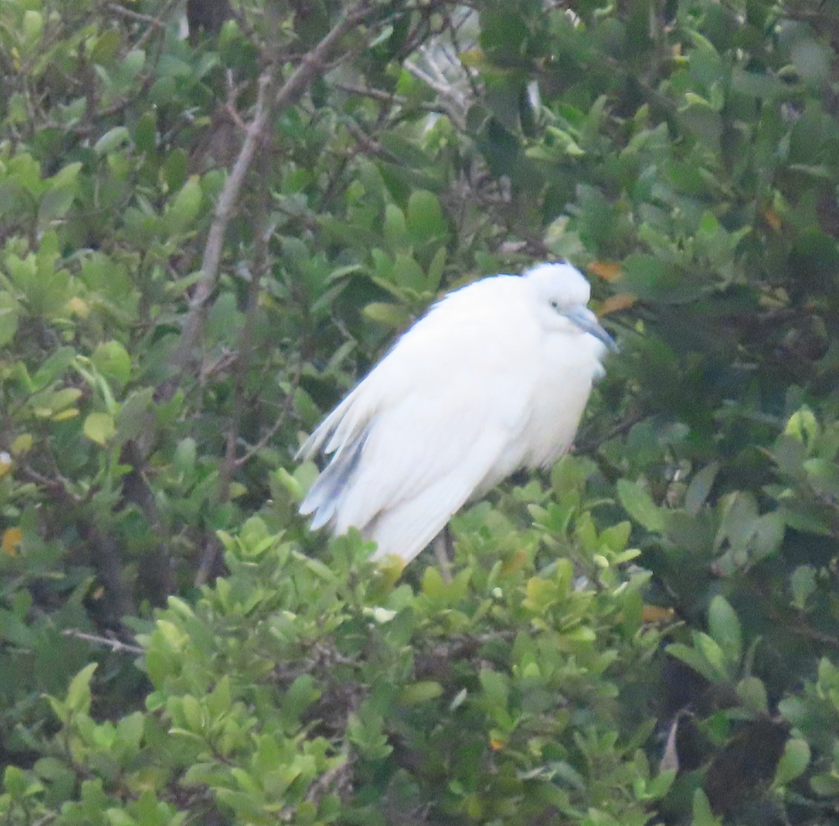 Little Blue Heron - ML617896186