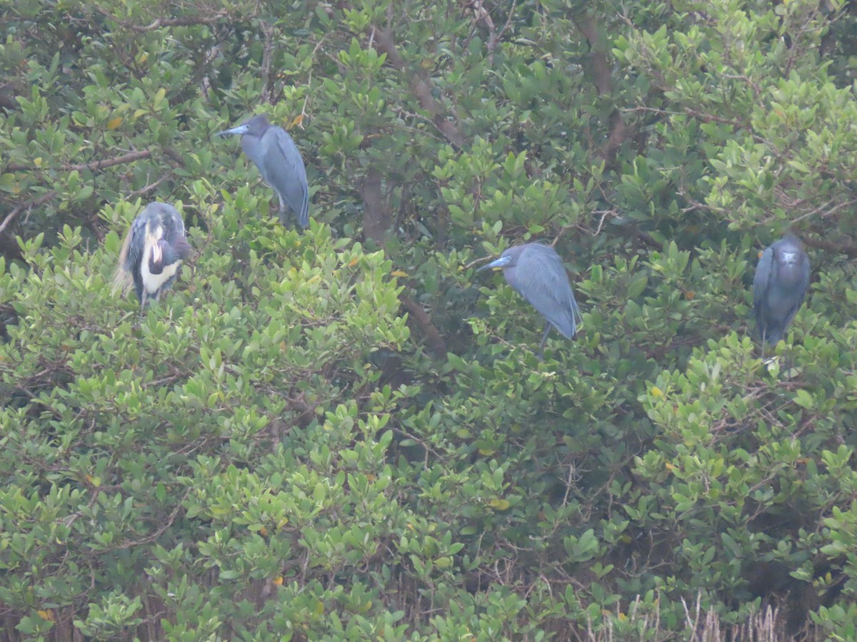 Little Blue Heron - ML617896193