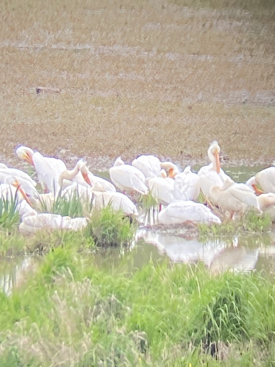 American White Pelican - ML617896218