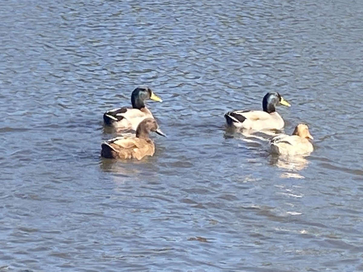 Mallard (Domestic type) - Jan S