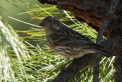 Cassin's Finch - Dave Bowman