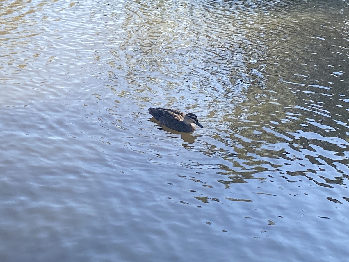 Pacific Black Duck - ML617896272