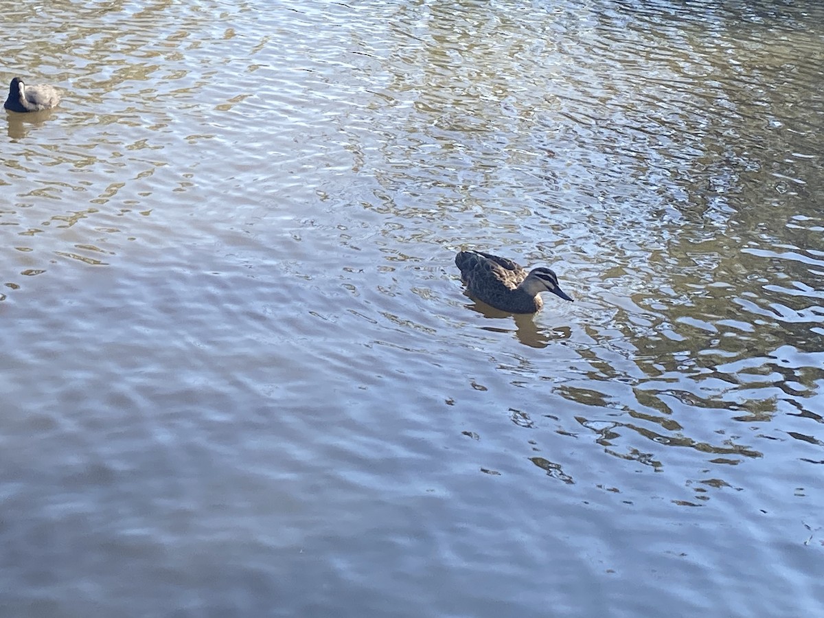 Canard à sourcils - ML617896273