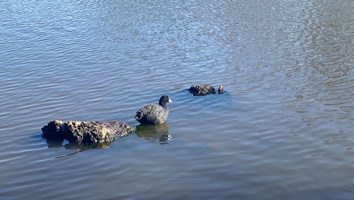 Eurasian Coot - ML617896286