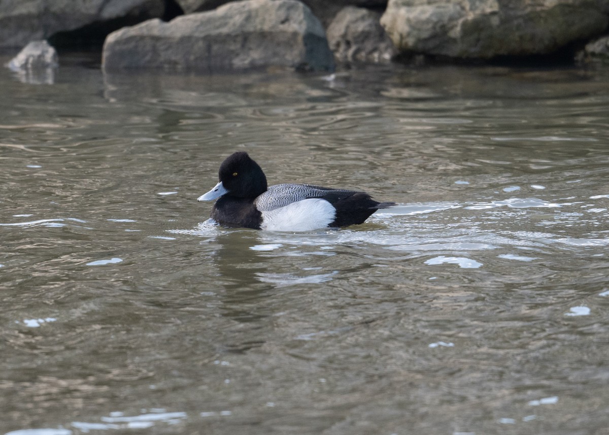 Lesser Scaup - ML617896330