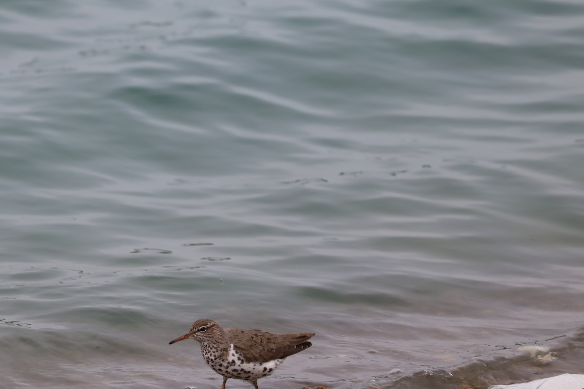 Spotted Sandpiper - ML617896376