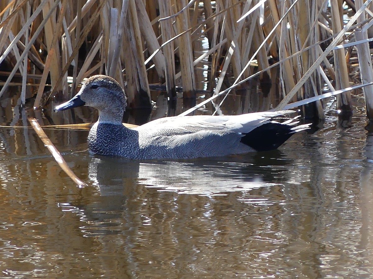 Canard chipeau - ML617896380