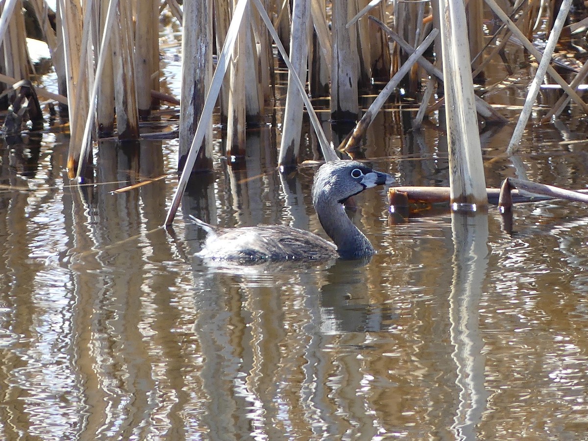 Pied-billed Grebe - ML617896389