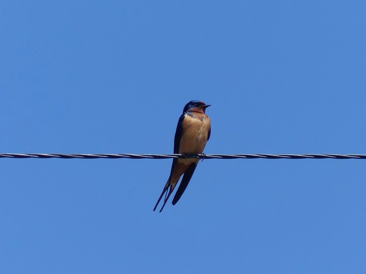 Barn Swallow - ML617896395