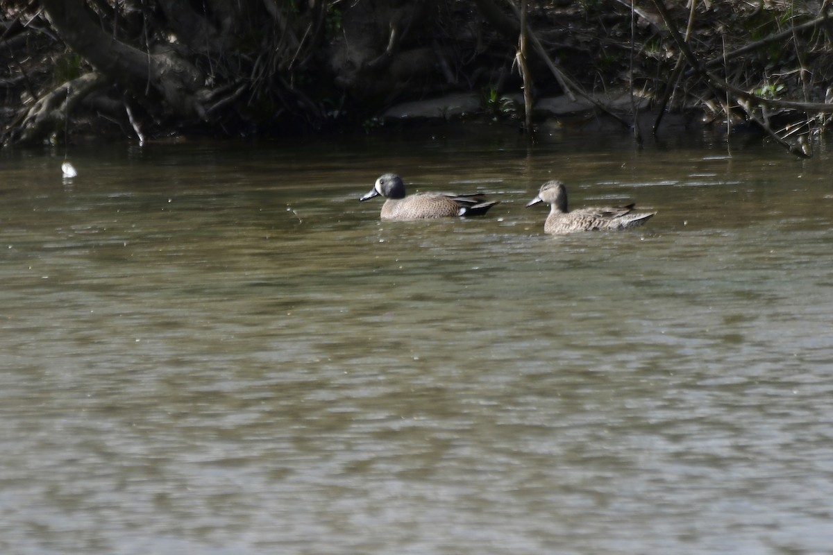 Blue-winged Teal - ML617896402