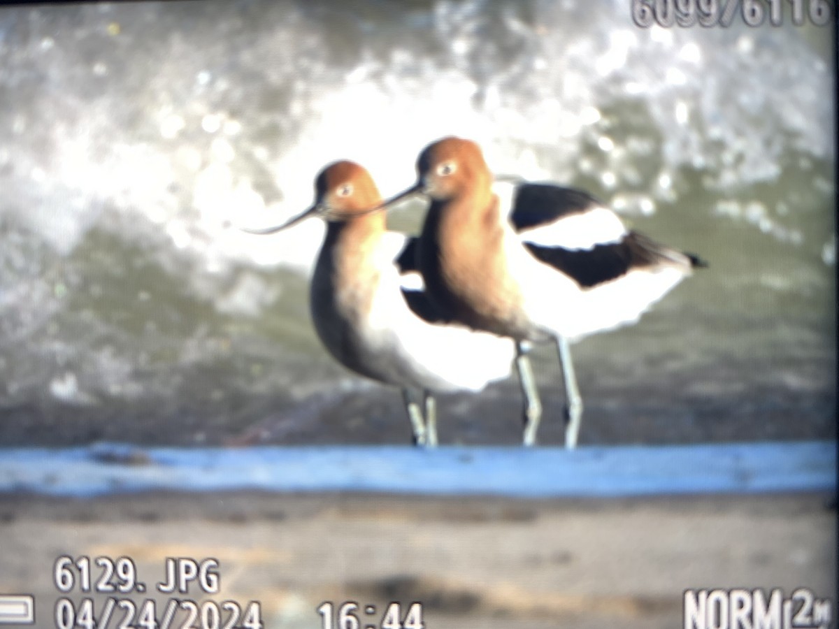 American Avocet - ML617896418