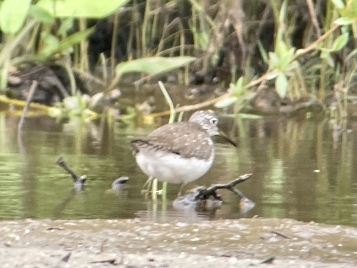 Solitary Sandpiper - ML617896451