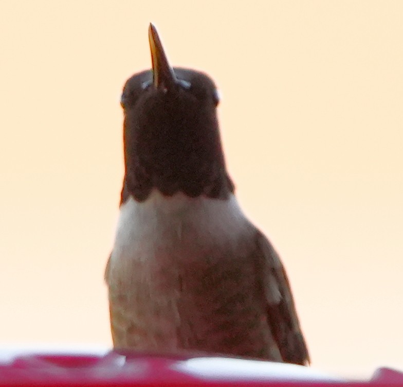 Black-chinned Hummingbird - ML617896459