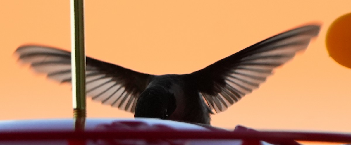 Black-chinned Hummingbird - ML617896475