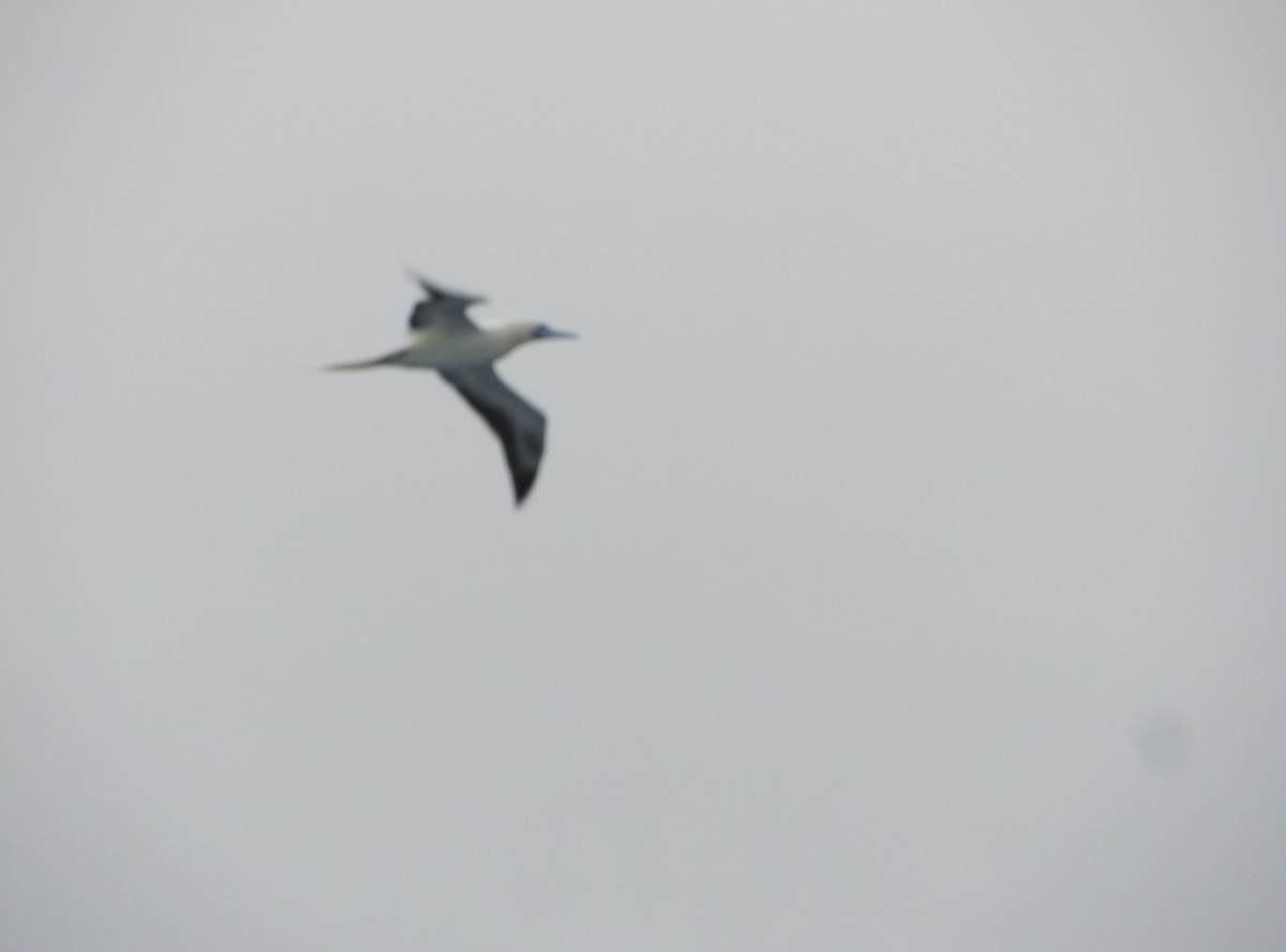 Red-footed Booby - ML617896477